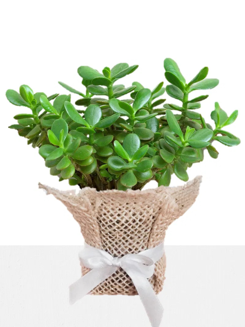 jade plant with pot wrapped in jute bag & ribbon
