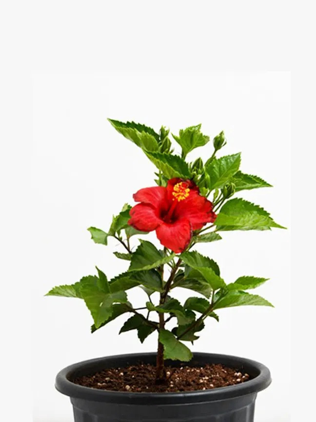 marigold plant yellow (copy)