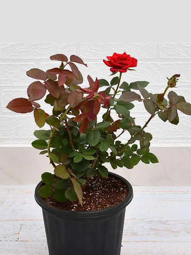 rose plant